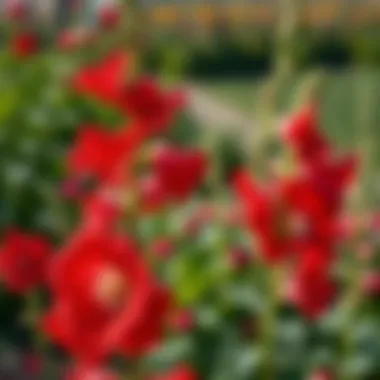 Magnificent Cultivating Hollyhocks: A Comprehensive Guide Magnificent Cultivating Hollyhocks: A Comprehensive Guide