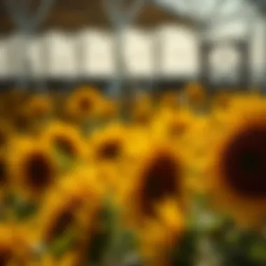 Magnificent The Dynamics of Sunflower Oil Stock Price