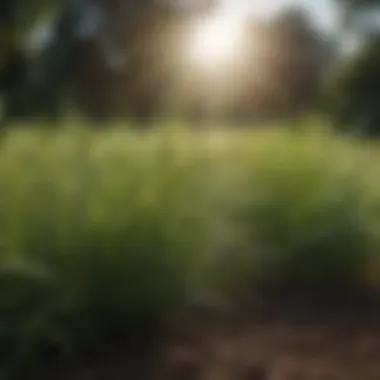Magnificent Tif 419 Grass: A Comprehensive Analysis of Its Characteristics and Applications Magnificent Tif 419 Grass: A Comprehensive Analysis of Its Characteristics and Applications