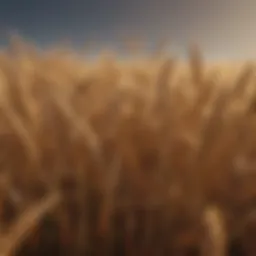 Field of Agri Pro Wheat showcasing its growth stages