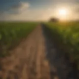 Vibrant cornfield showcasing Missouri's agricultural potential