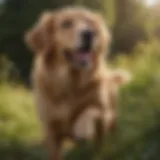 A golden retriever looking healthy and active in a natural setting.