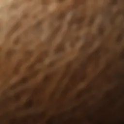 Close-up view of coconut husk fibers showcasing texture and color