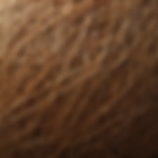 Close-up view of coconut husk fibers showcasing texture and color