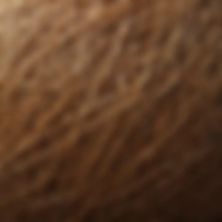 Close-up view of coconut husk fibers showcasing texture and color