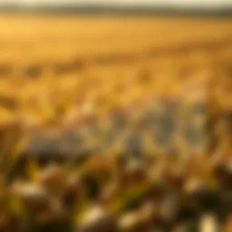 Graph depicting historical soybean price trends