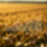 Historical Soybean Price Trends Graph depicting historical soybean price trends