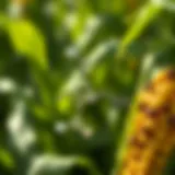 Chemical Composition of Atrazine Chemical structure of Atrazine