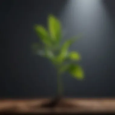 Balancing pH for Enhanced Plant Vitality Balancing pH for plant health