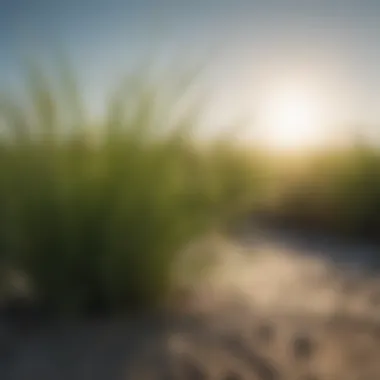 Close-up of Bahia grass, known for its drought resistance in Florida
