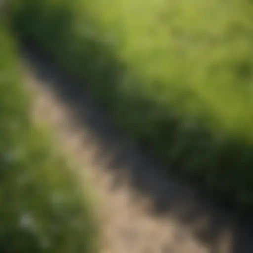 Close-up of vibrant green lawn with visible weed patches