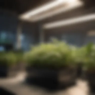 Comparison of different types of grow lights