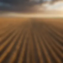Panoramic view of Better Built Grainfield showcasing vast fields and skyline