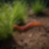 Vibrant color contrast of Centipede and Zoysia grasses