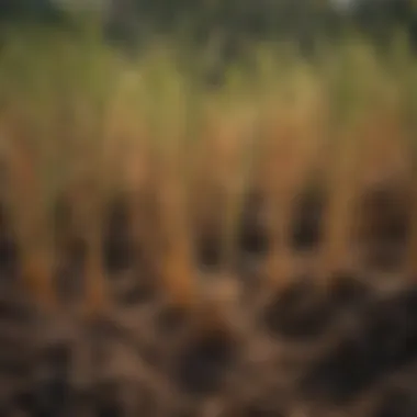 Close-up of cereal rye roots demonstrating soil health benefits