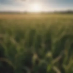 Lush cereal rye field showcasing its growth