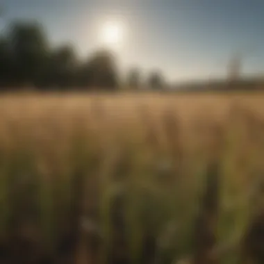 Pollinators attracted to cereal rye flowers enhancing biodiversity