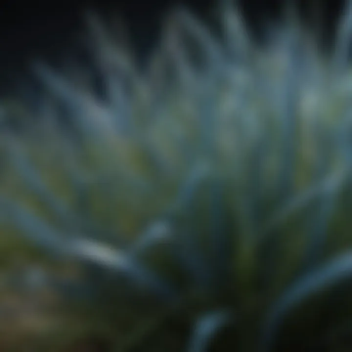 Close-up of CitraBlue grass blades showcasing unique features