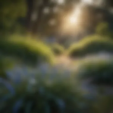 CitraBlue Grass Enhancing Landscape Beauty Healthy landscape featuring CitraBlue grass in a garden setting