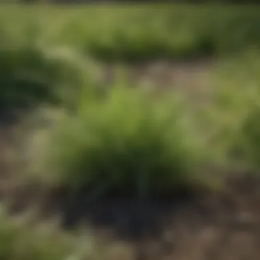 Comparison of Scotts ProVista and other grass types