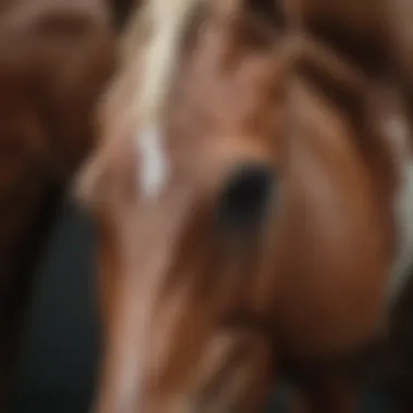 Diagnostic Imaging of DJD in Horses Diagnostic imaging of a horse's joint exhibiting degenerative changes