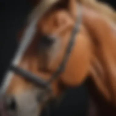 Treatment Options for DJD in Horses Illustration of various treatment options for DJD in equine medicine