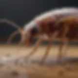 Life cycle of fleas