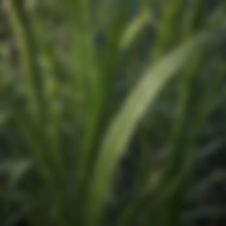 Close-up of healthy shade grass showcasing leaf structure