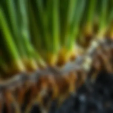 Healthy Bermuda Grass Roots Close-up of Bermuda grass roots demonstrating health after proper scalp maintenance