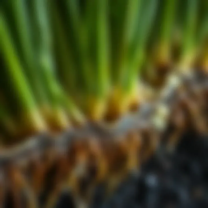 Healthy Bermuda Grass Roots Close-up of Bermuda grass roots demonstrating health after proper scalp maintenance