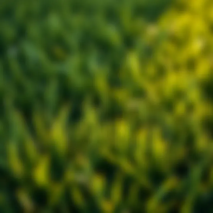 Vibrant Bermuda Grass Lawn Vibrant Bermuda grass lawn showcasing the results of effective scalping techniques