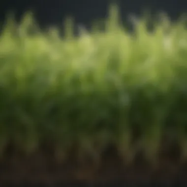 Close-up of healthy St. Augustine grass blades