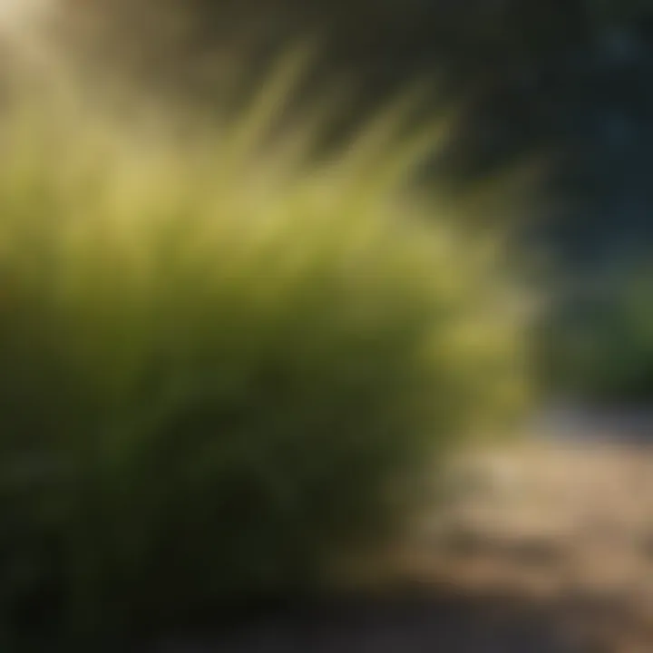 Vibrant sea spray paspalum grass in sunlight