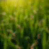 Comprehensive Guide to Using Grass Seed Introduction