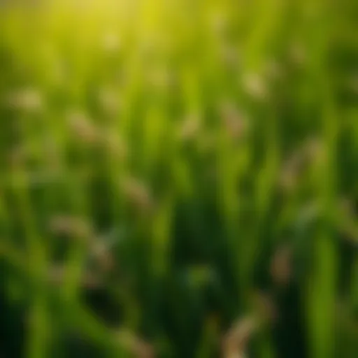 Comprehensive Guide to Using Grass Seed Introduction