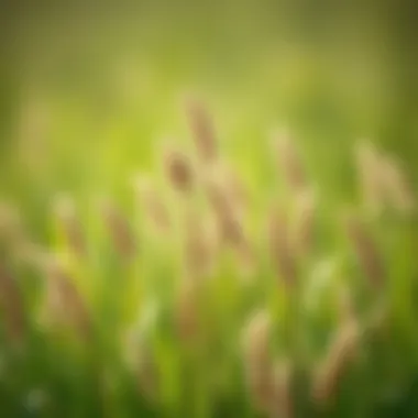 Notable Comprehensive Guide to Using Grass Seed