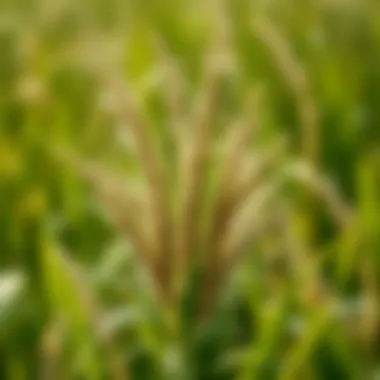 Comprehensive Guide to Using Grass Seed Summary