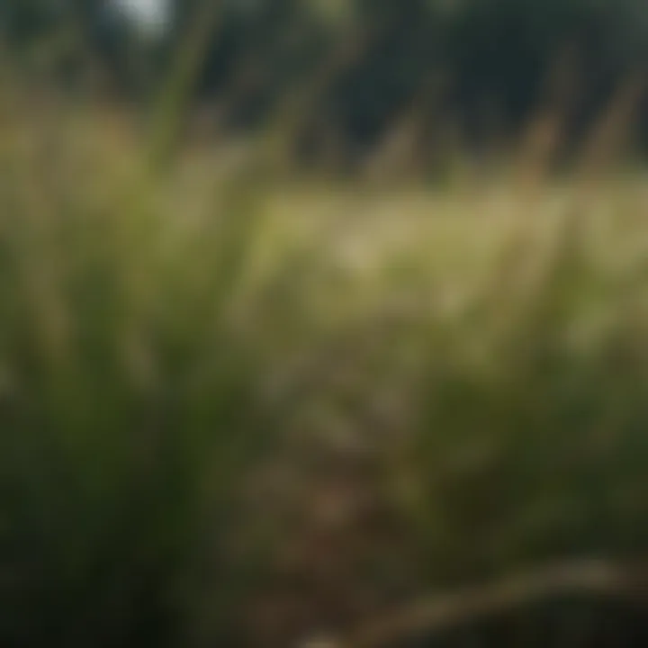 Close-up of southern shade grass seed showcasing its unique texture