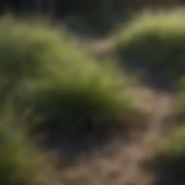 Comparison of various southern shade grass types in shaded environments