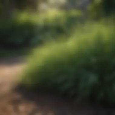 Lush Southern Shade Grass Lush southern shade grass thriving in a shaded garden