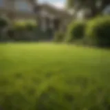 A vibrant green lawn after sod installation showcasing its lushness.