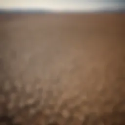 Aerial view of a barren landscape illustrating food scarcity.