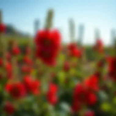Notable Cultivating Hollyhocks: A Comprehensive Guide Notable Cultivating Hollyhocks: A Comprehensive Guide