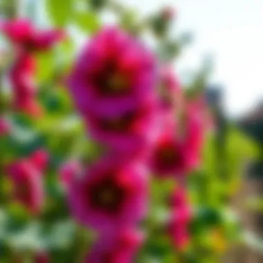 Cultivating Hollyhocks: A Comprehensive Guide Summary Cultivating Hollyhocks: A Comprehensive Guide Summary