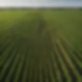 Aerial view of cornfields showcasing varying shades of green.