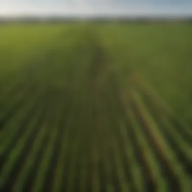 Aerial view of cornfields showcasing varying shades of green.