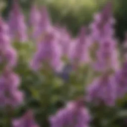 Close-up view of blooming Dame's Rocket flowers in vibrant colors.