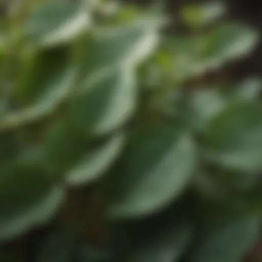 Close-up of healthy dichondra leaves