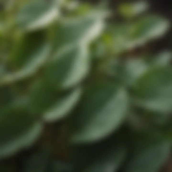 Close-up of healthy dichondra leaves