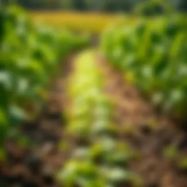 DMSO Application in Agriculture Application of DMSO in agricultural settings with crops